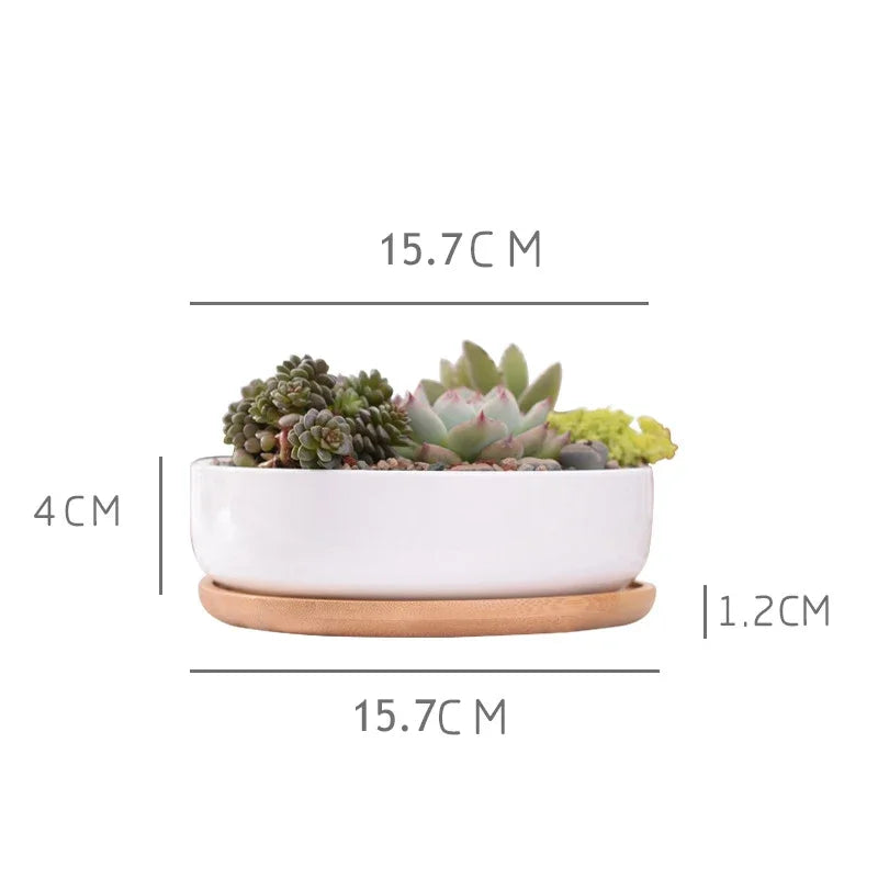 White planter with succulents and dimensions labeled on a white background