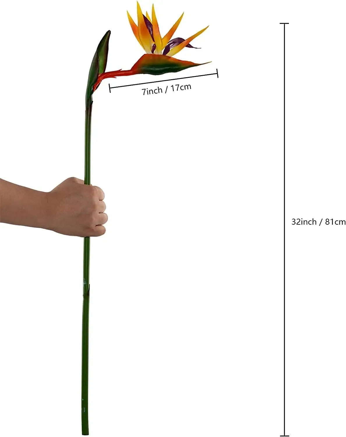Hand holding a decorative plant with measurements on a white background