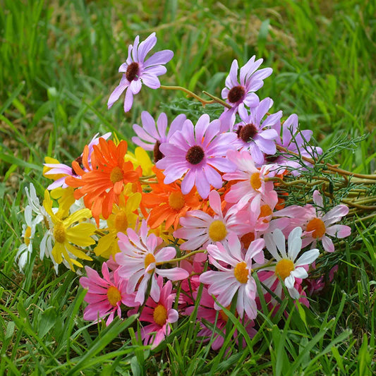 Bouquet of colorful flowers including daisies and chrysanthemums on grass