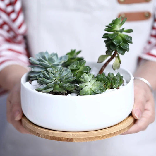 Person holding a white ceramic pot with succulents on a wooden tray