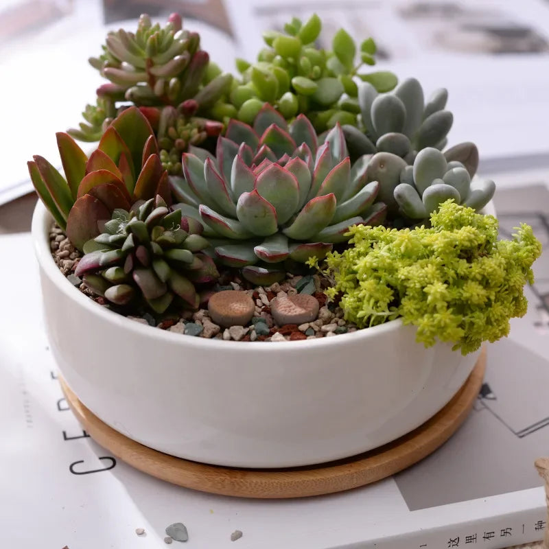 Potted succulent plant with a white pot on a surface