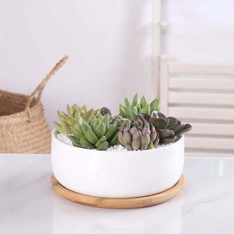 White ceramic planter with succulents on a wooden tray against a white background