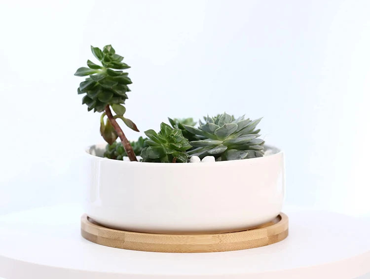 White ceramic planter with succulents on a light background