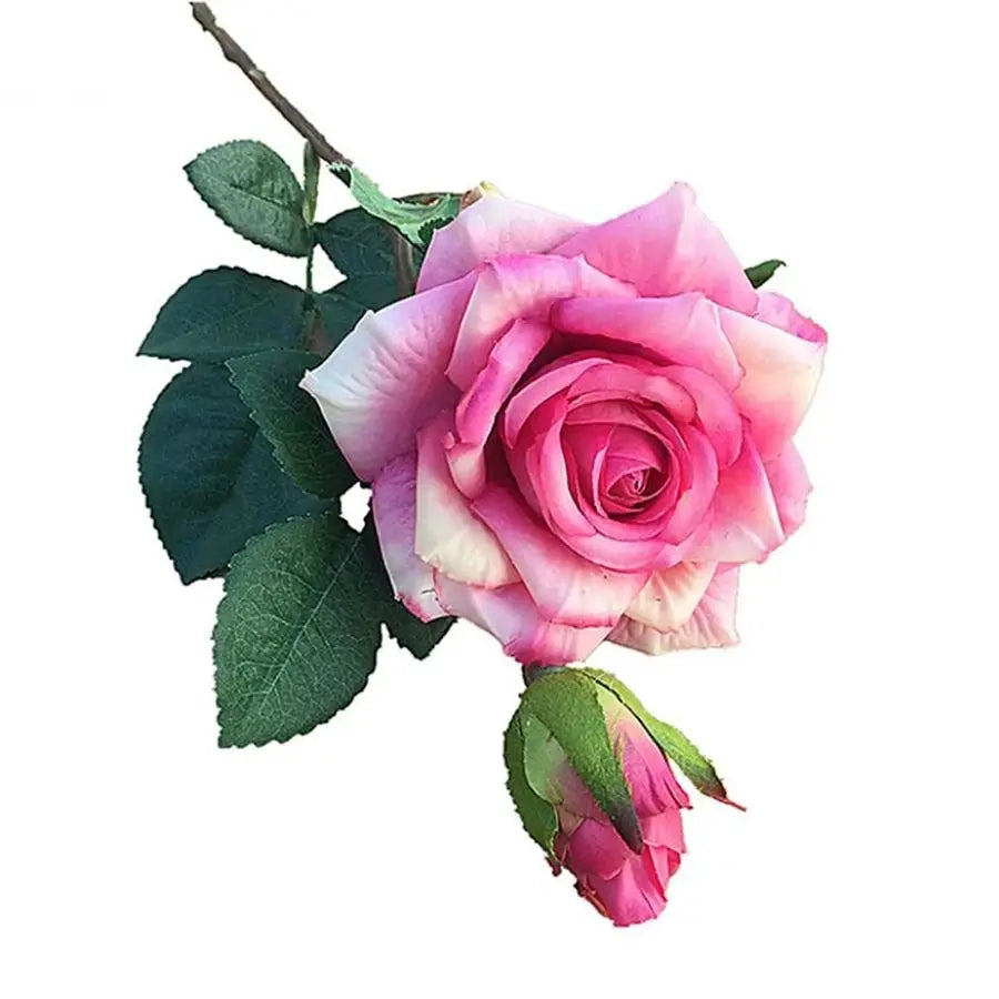 Pink rose with green leaves on a white background