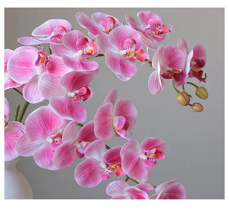 Orchids