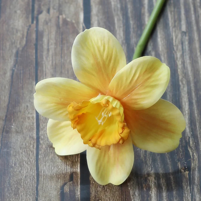 Daffodils