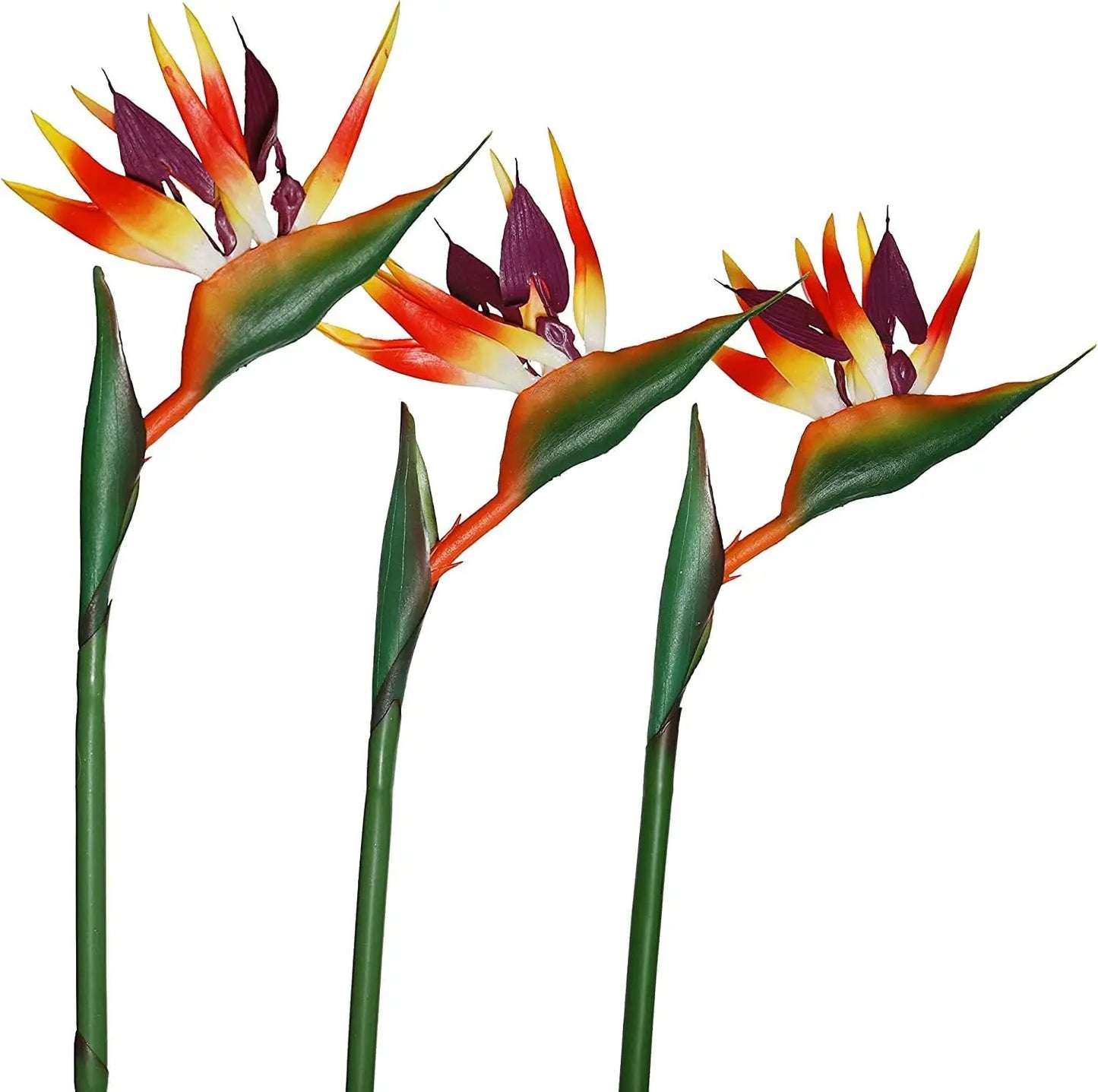 Three tropical flowers with orange, red, and green petals on a white background