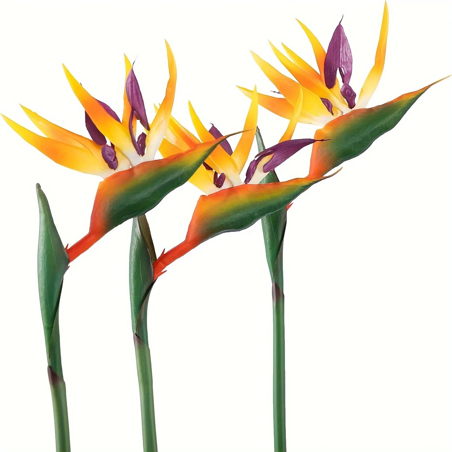 Tropical flowers with orange and yellow petals on a white background